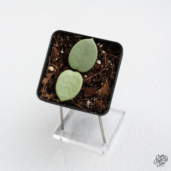 Hoya sp. 'Grey Fairy' (wk42-C)