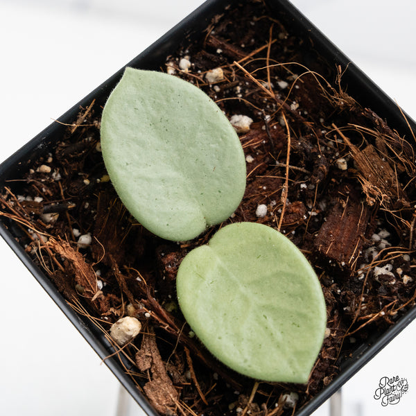 Hoya sp. 'Grey Fairy' (wk42-C)