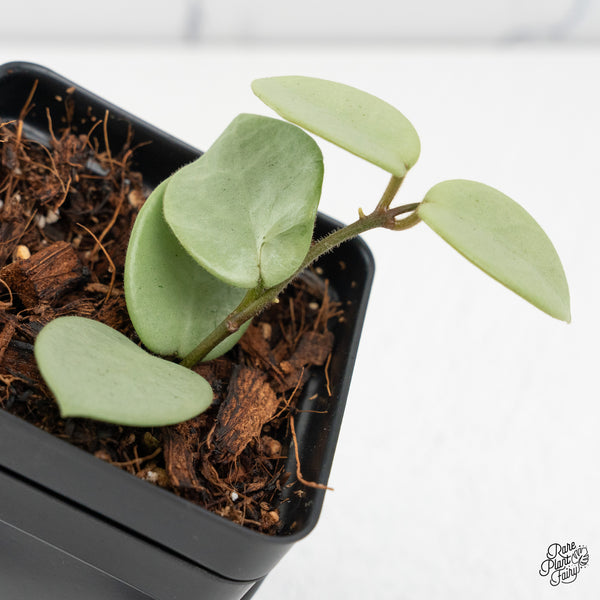 Hoya Mathilde Silver 'Grey Fairy' (wk50-F)