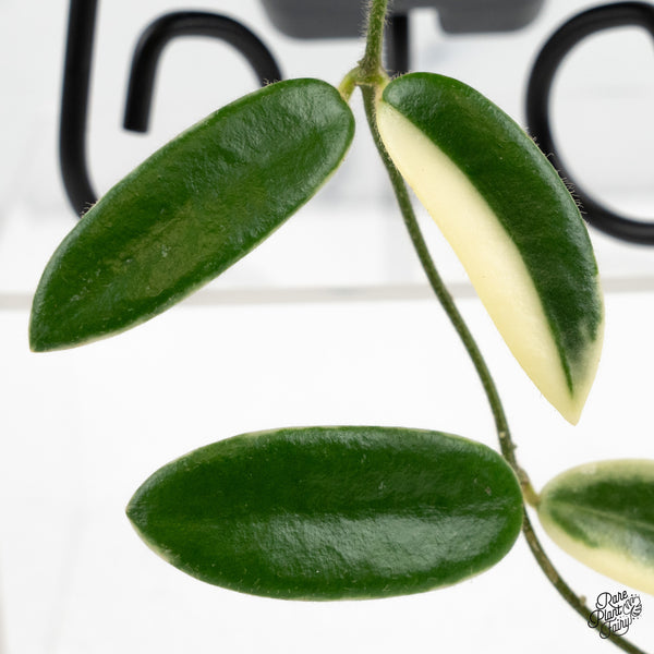 Hoya 'Lyi Prism' Pink Flower (wk48-F)