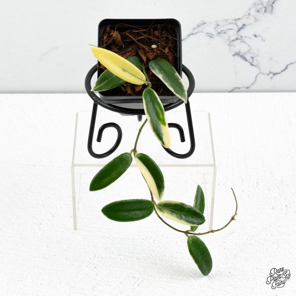 Hoya 'Lyi Prism' Pink Flower (wk48-F)