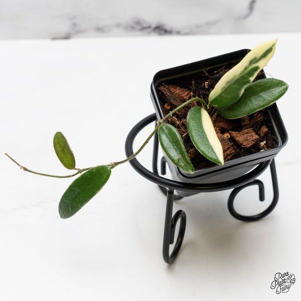 Hoya 'Lyi Prism' Pink Flower (wk49-C)