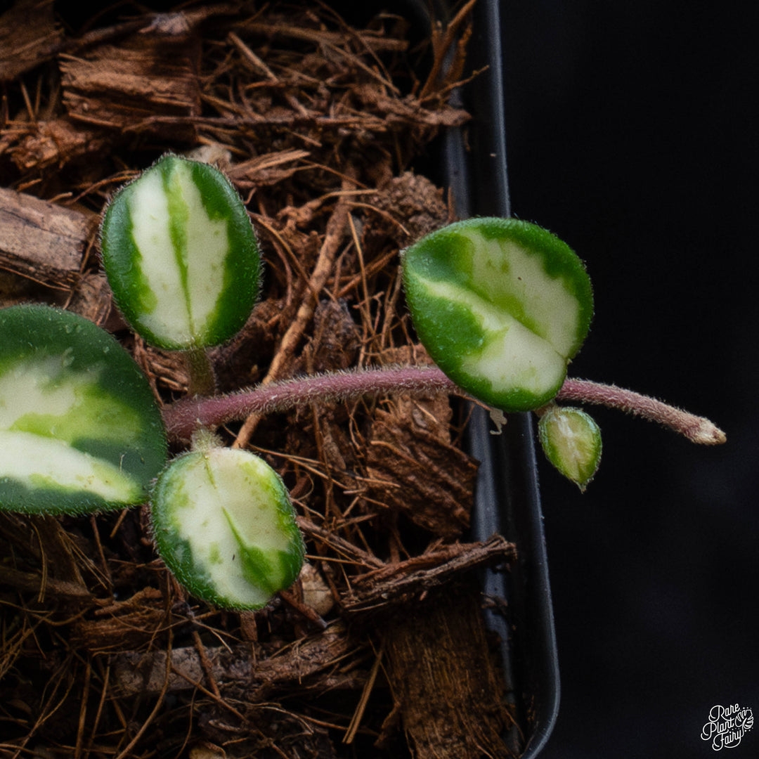 Hoya – Rare Plant Fairy