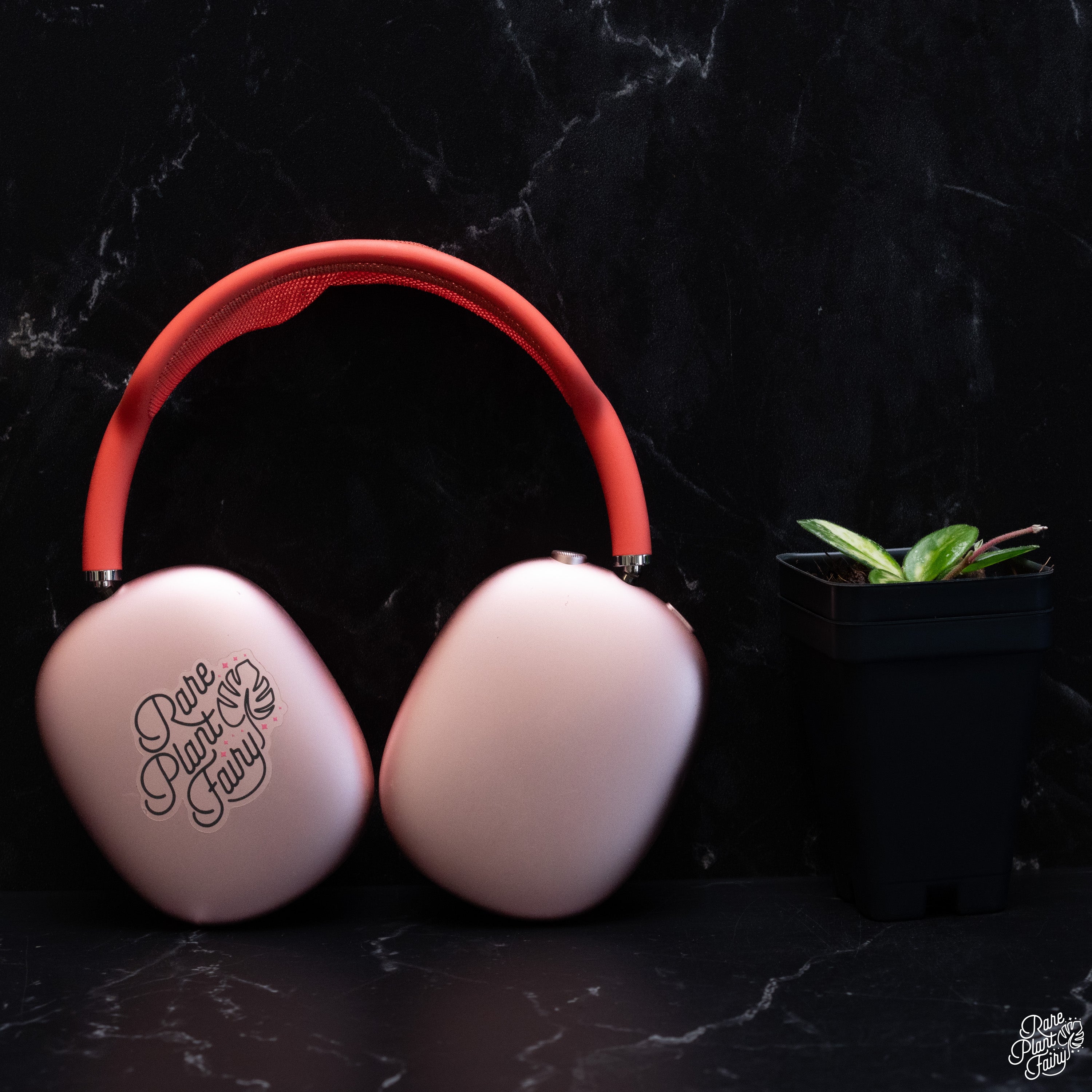 Hoya 'Mathilde' Inner Variegated (wk31-E) – Rare Plant Fairy