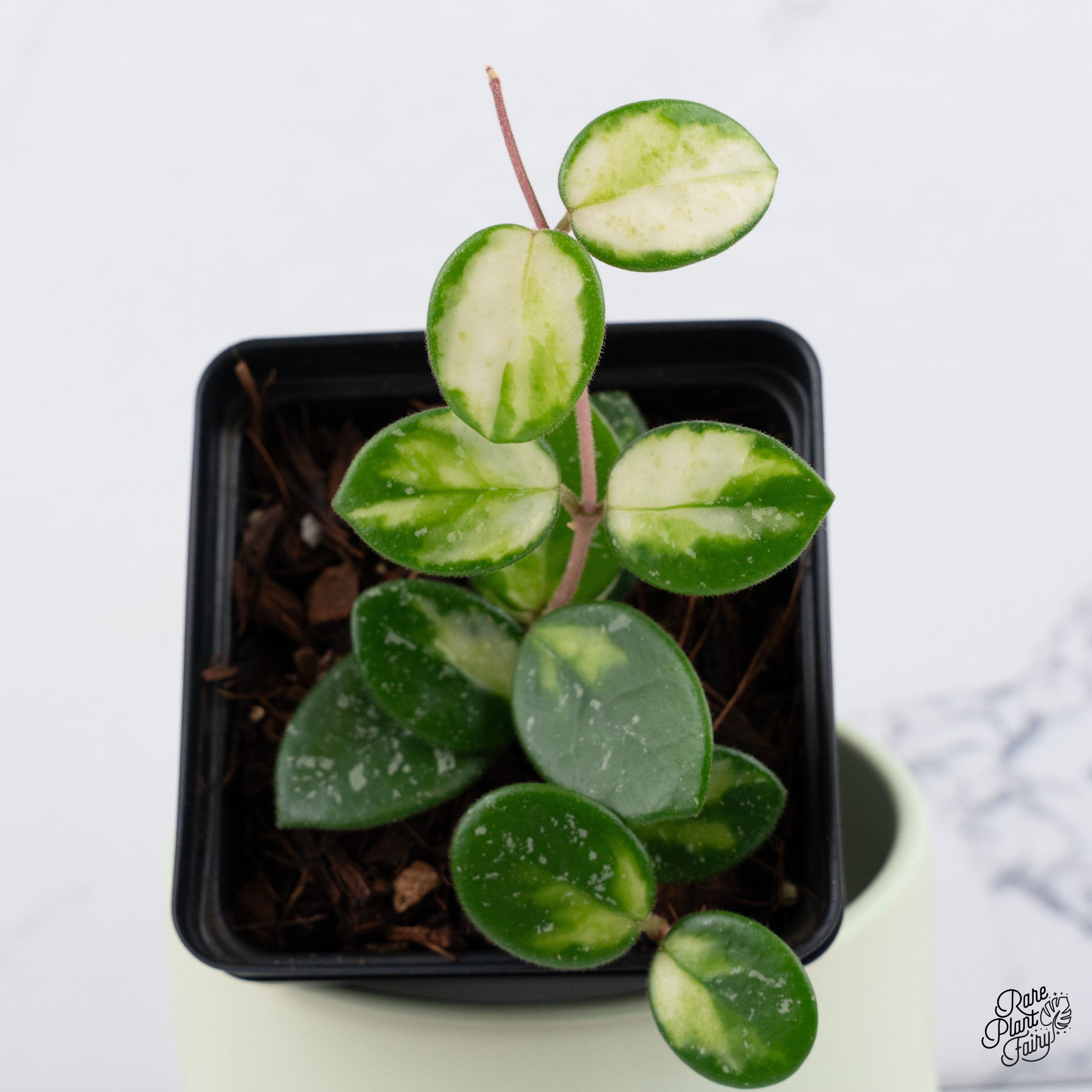 Hoya 'Mathilde' Inner Variegated (wk37-E) *Two Growth Points