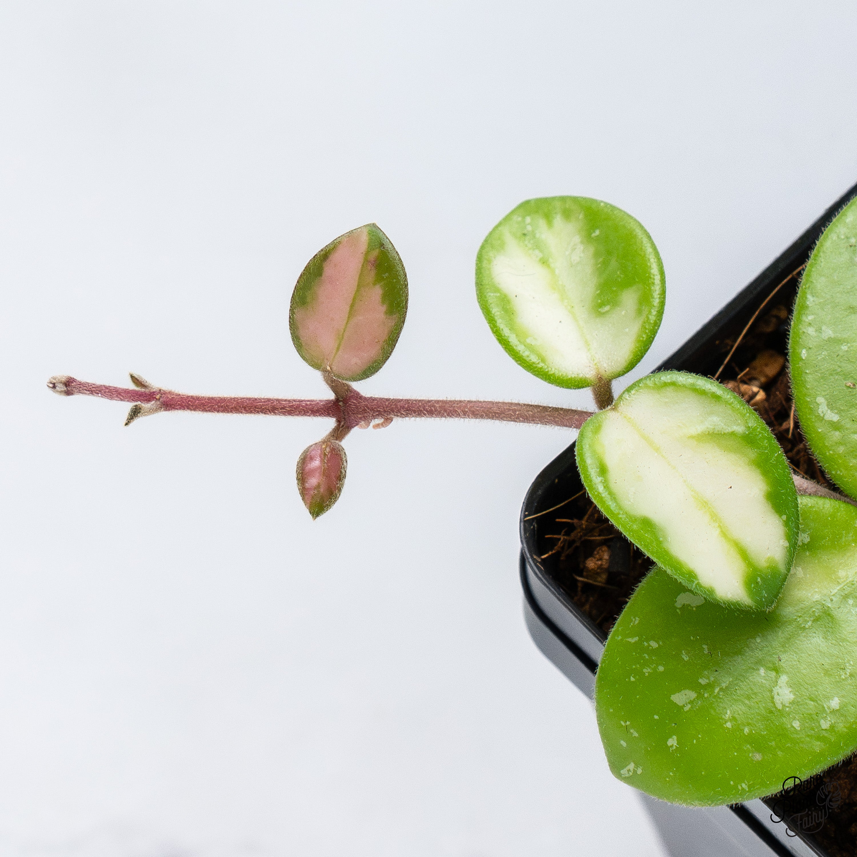 Hoya 'Mathilde' Inner Variegated (wk40-B) – Rare Plant Fairy
