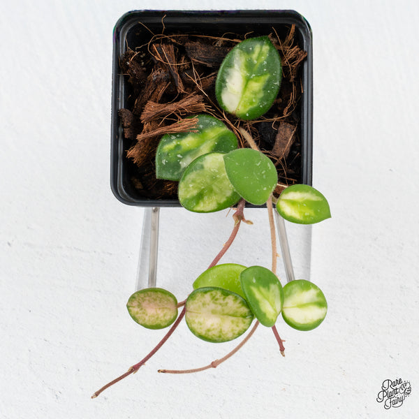 Hoya 'Mathilde' Inner Variegated (wk42-B)