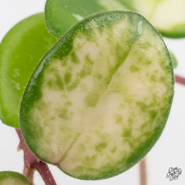 Hoya 'Mathilde' Inner Variegated (wk42-B)