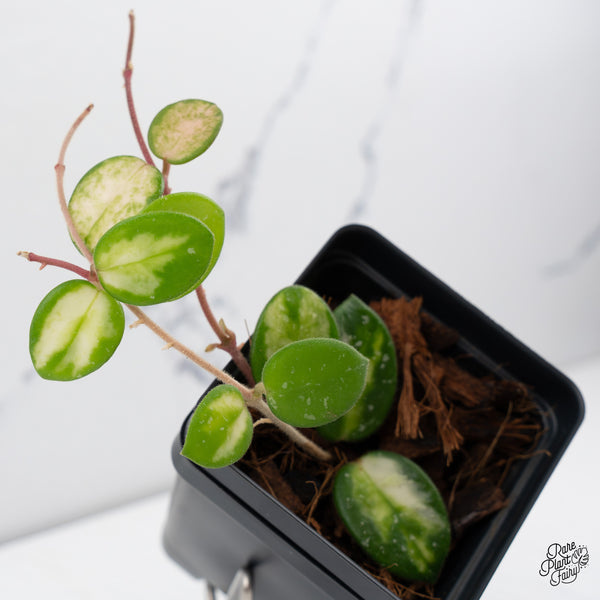 Hoya 'Mathilde' Inner Variegated (wk42-B)