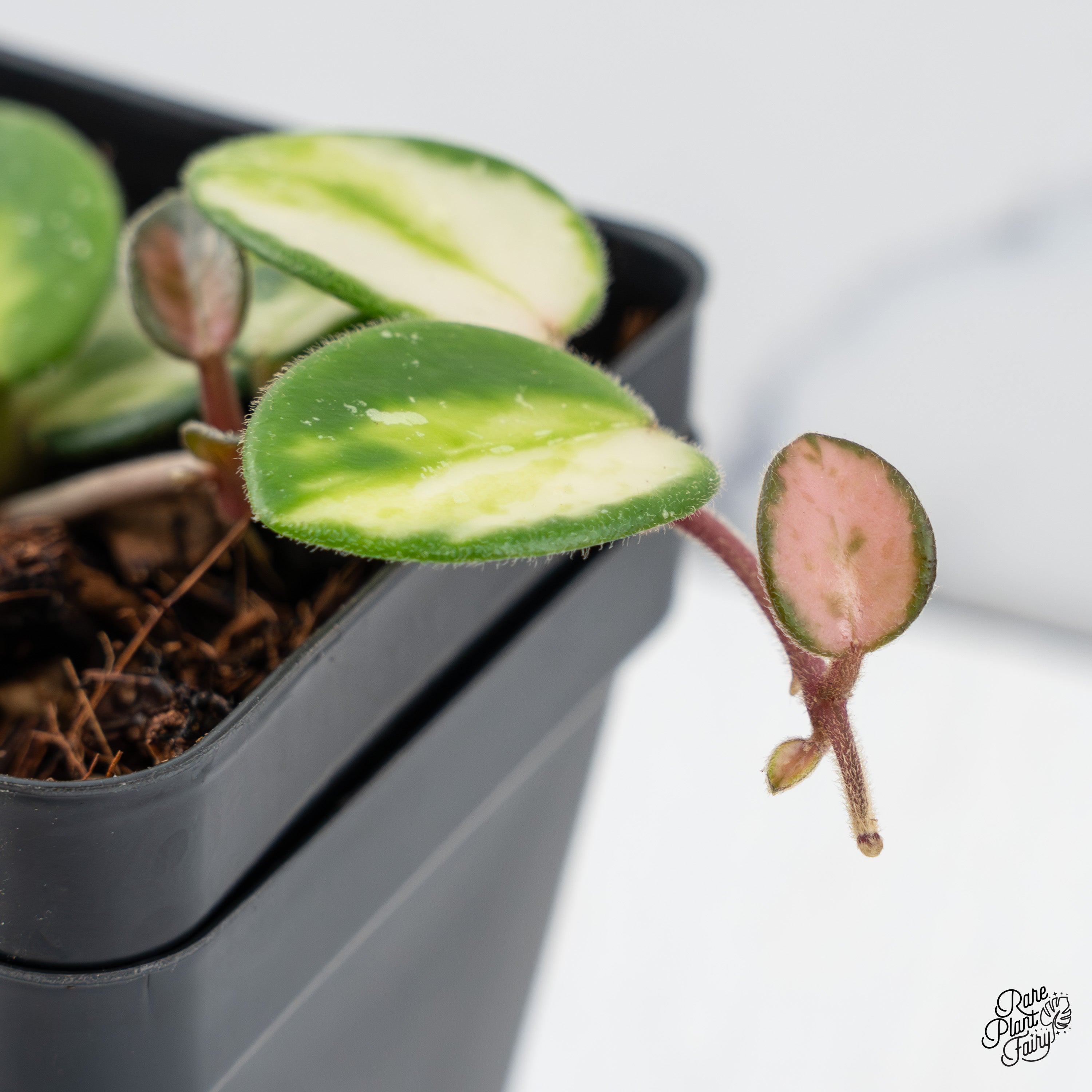 Hoya 'Mathilde' Inner Variegated (wk43-E) – Rare Plant Fairy