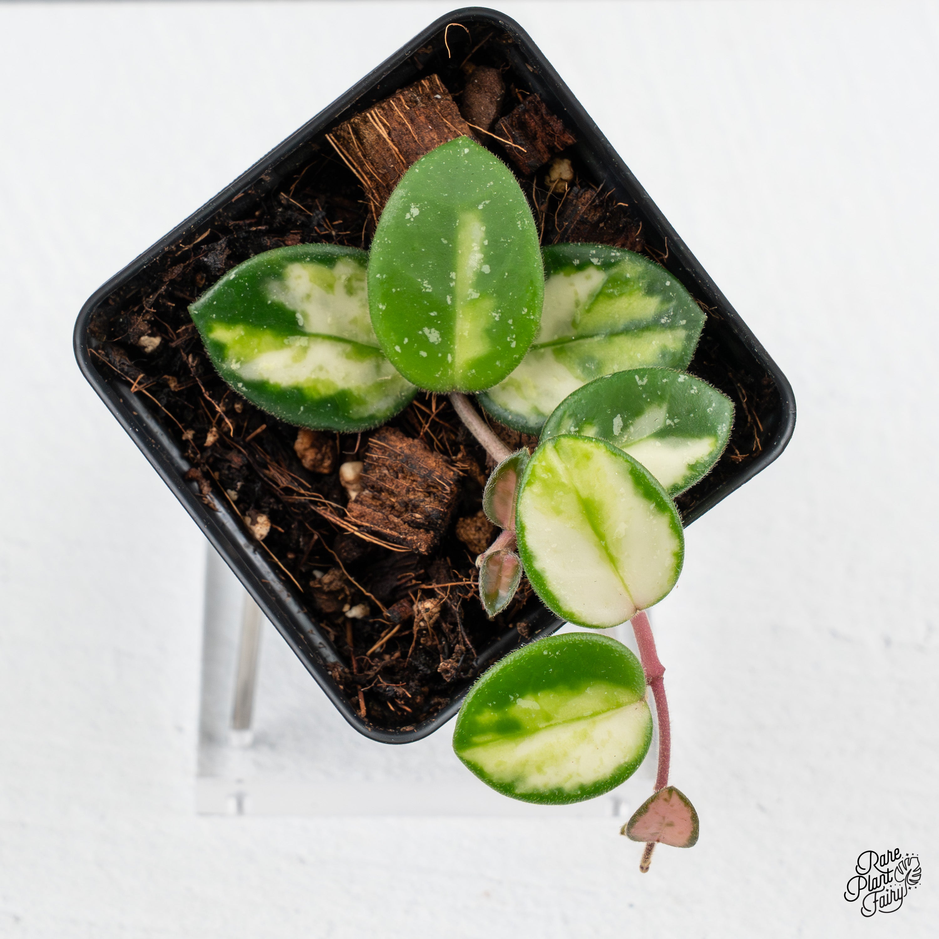 Hoya 'Mathilde' Inner Variegated (wk43-E) – Rare Plant Fairy