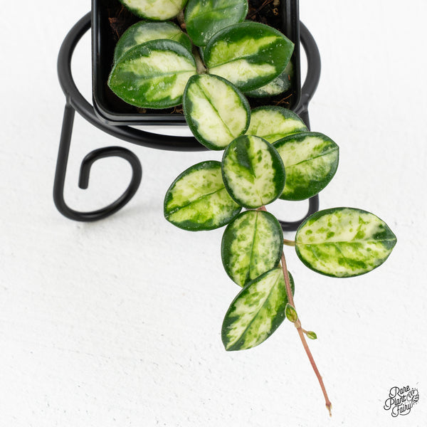 Hoya 'Mathilde' Inner Variegated (wk47-D) – Rare Plant Fairy
