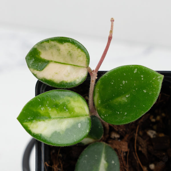 Hoya 'Mathilde' Inner Variegated (wk1-H)