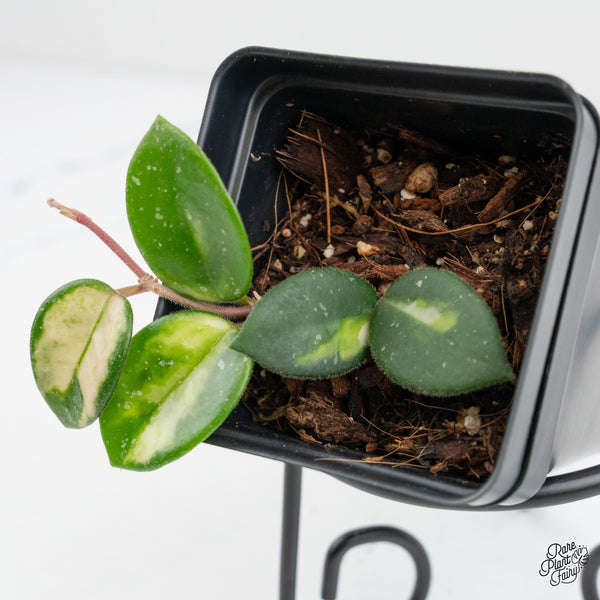 Hoya 'Mathilde' Inner Variegated (wk1-H)