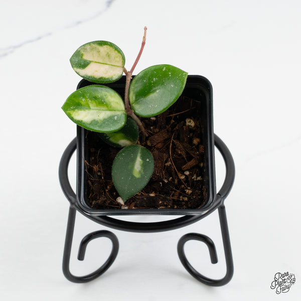 Hoya 'Mathilde' Inner Variegated (wk1-H)