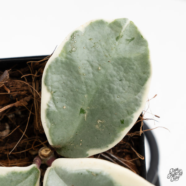 Hoya Carnosa 'Argentea Picta' (wk43-C)