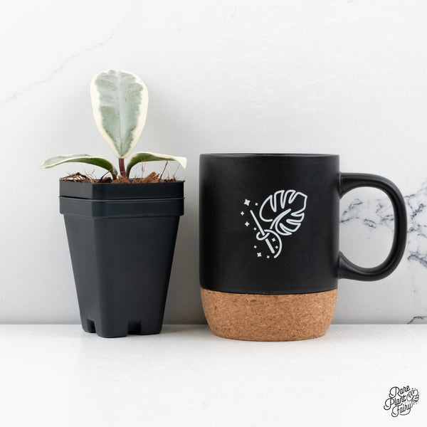 Hoya Carnosa 'Argentea Picta' (wk43-C)