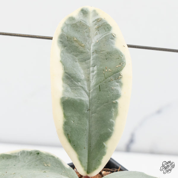 Hoya Carnosa 'Argentea Picta' (wk43-C)