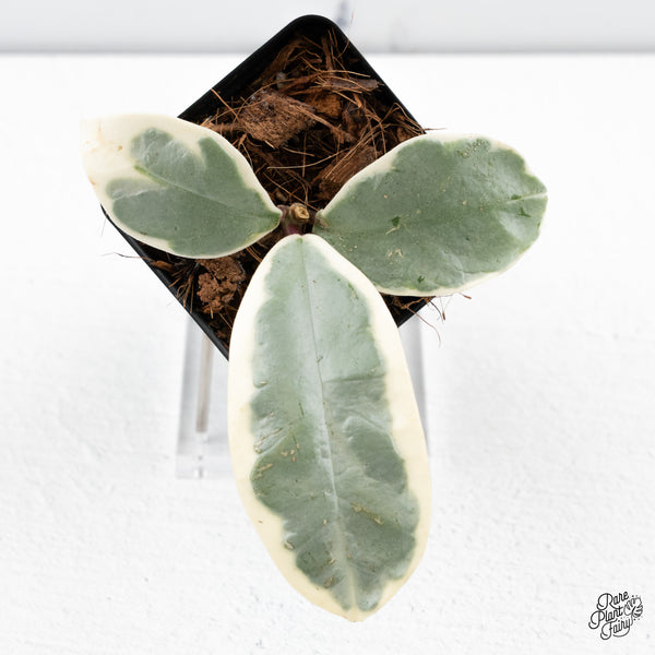 Hoya Carnosa 'Argentea Picta' (wk43-C)