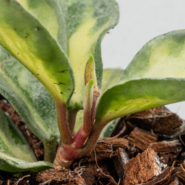 Hoya Carnosa 'Argentea Princess' by Kunzo (wk3-H)