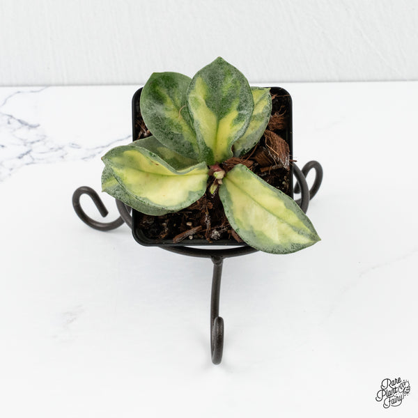 Hoya Carnosa 'Argentea Princess' by Kunzo (wk3-H)