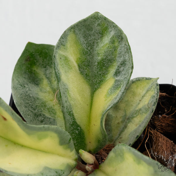 Hoya Carnosa 'Argentea Princess' by Kunzo (wk3-H)