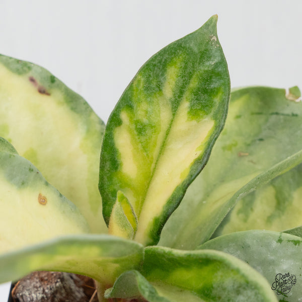 Hoya Carnosa 'Argentea Princess' by Kunzo (wk4-A)