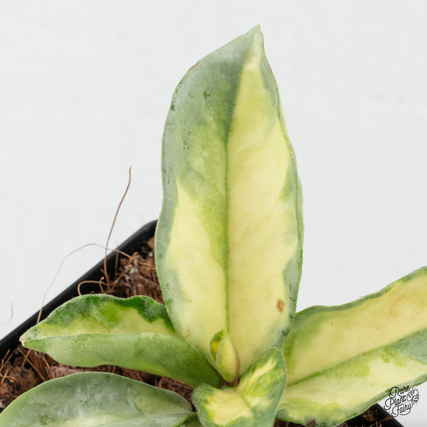 Hoya Carnosa 'Argentea Princess' by Kunzo (wk4-A)