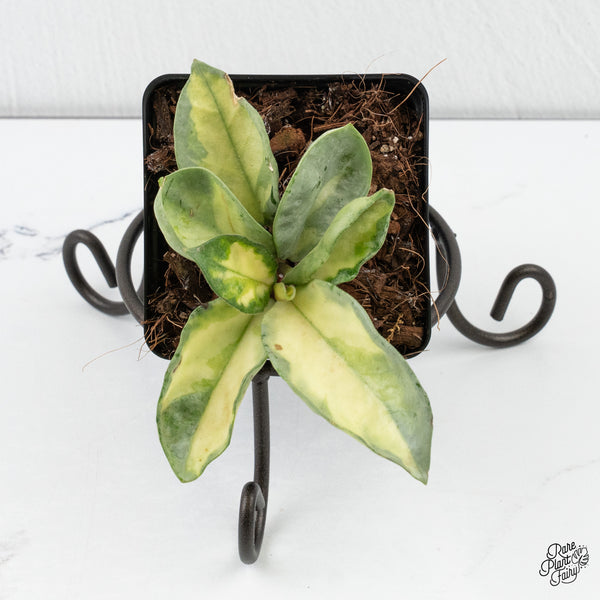 Hoya Carnosa 'Argentea Princess' by Kunzo (wk4-A)