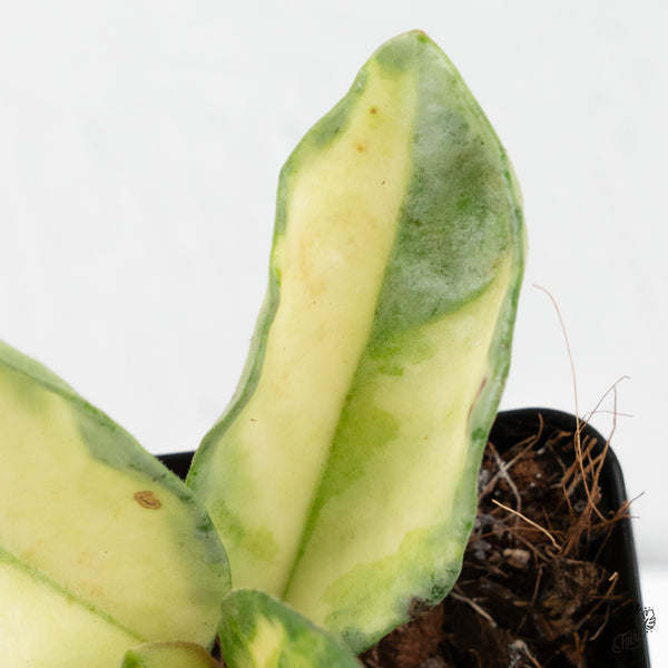 Hoya Carnosa 'Argentea Princess' by Kunzo (wk4-A)