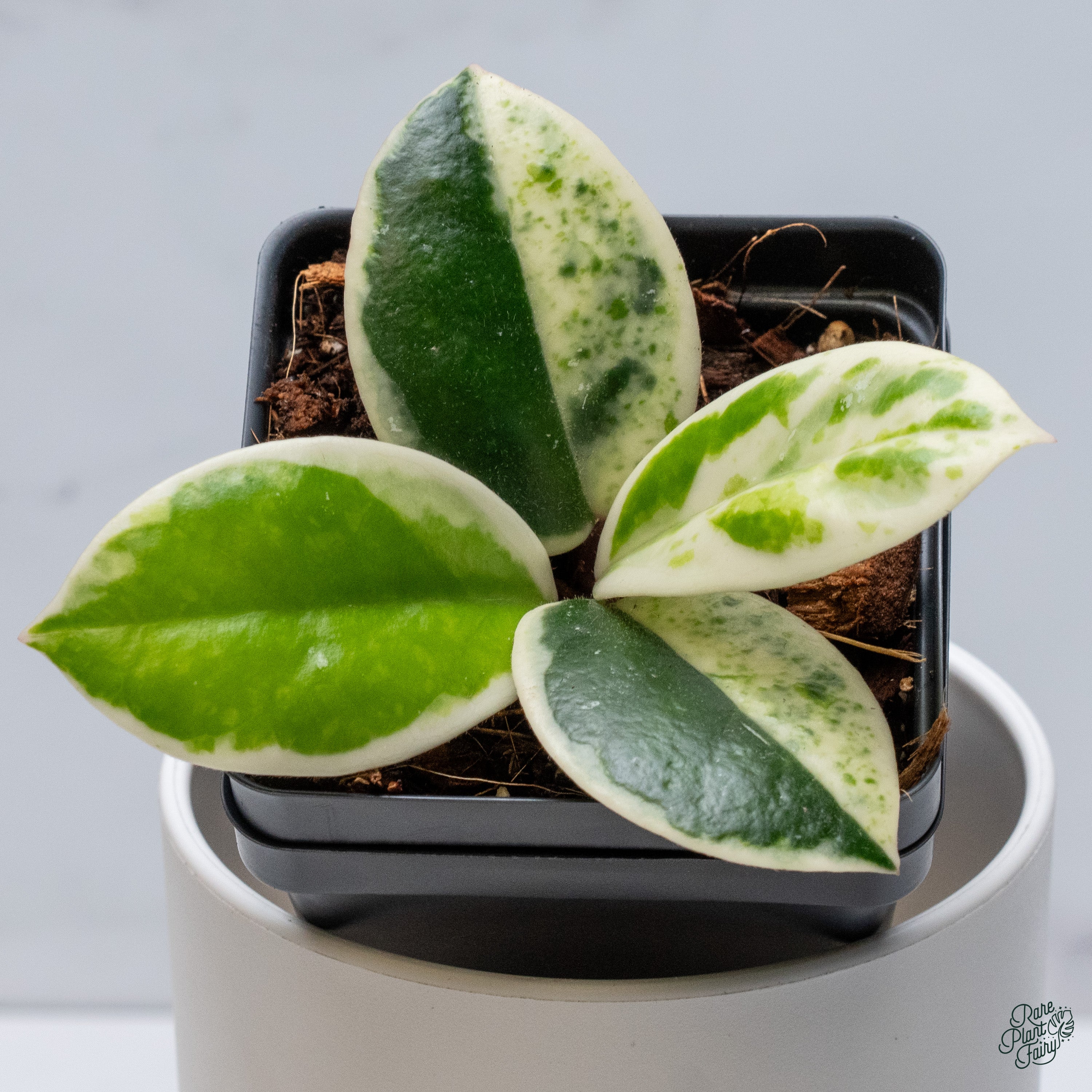 その他観葉植物 Hoya carnosa ' Madara  angel' Hoya Carnosa 'Madara' (aka 'Snow Angel') (wk34-L) – Rare