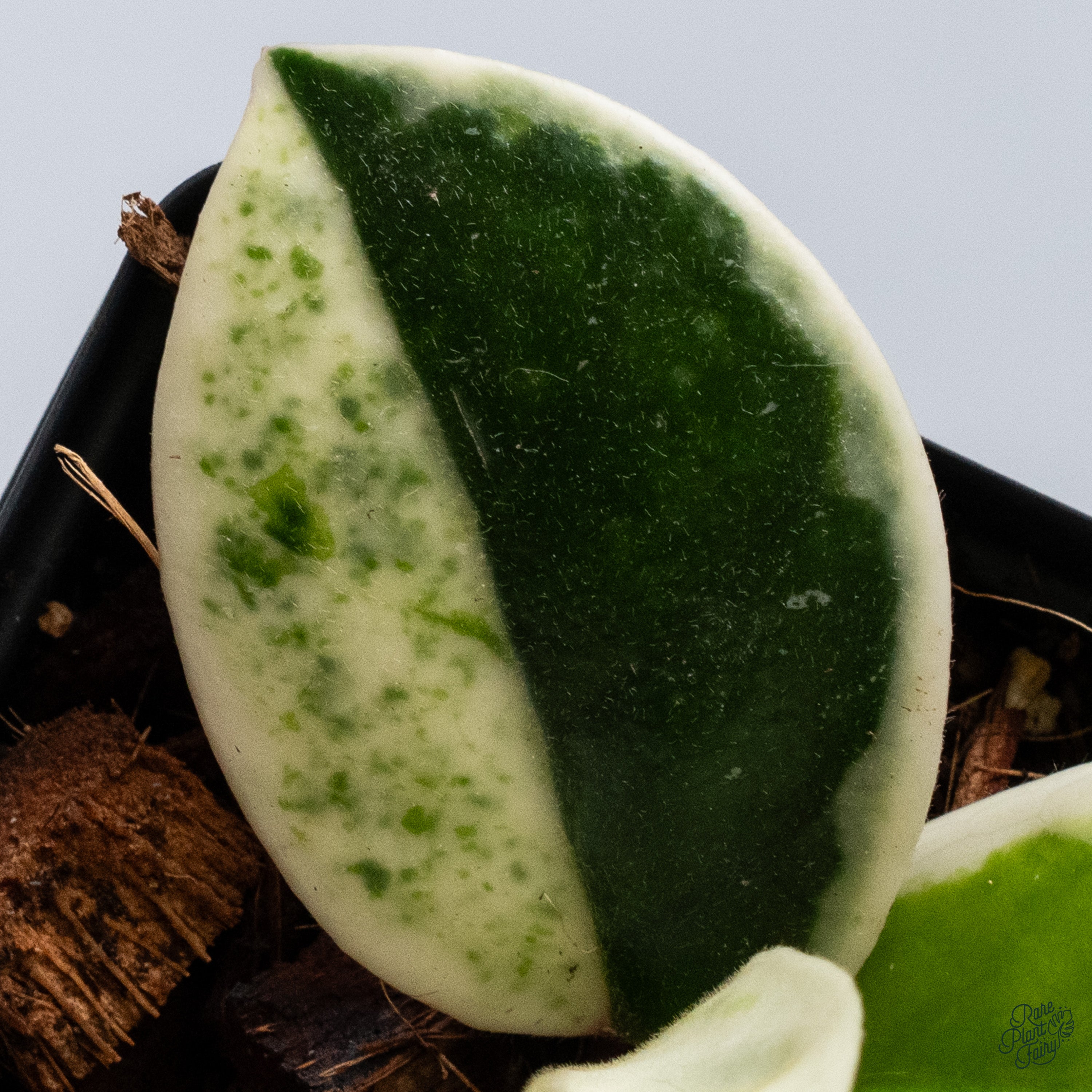 Hoya Carnosa 'Madara' (aka 'Snow Angel') (wk34-L) – Rare