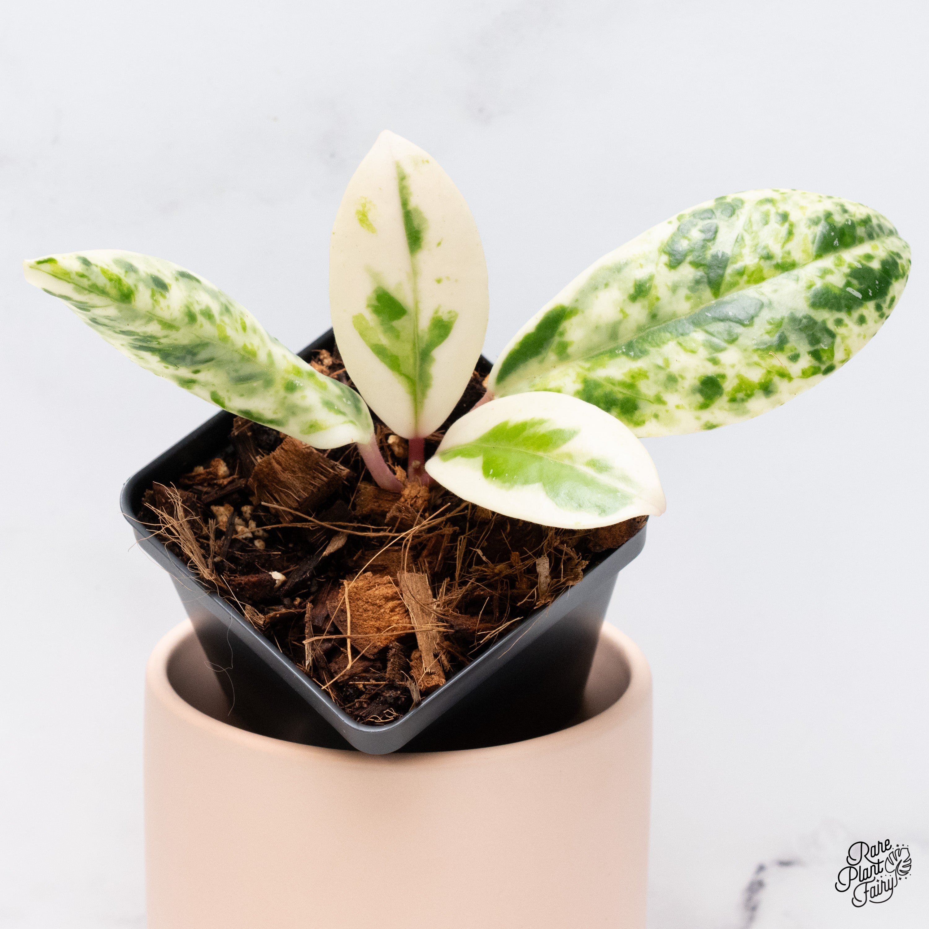 その他観葉植物 Hoya carnosa ' Madara  angel' Hoya Carnosa 'Madara' (aka 'Snow Angel') (wk37-G) – Rare