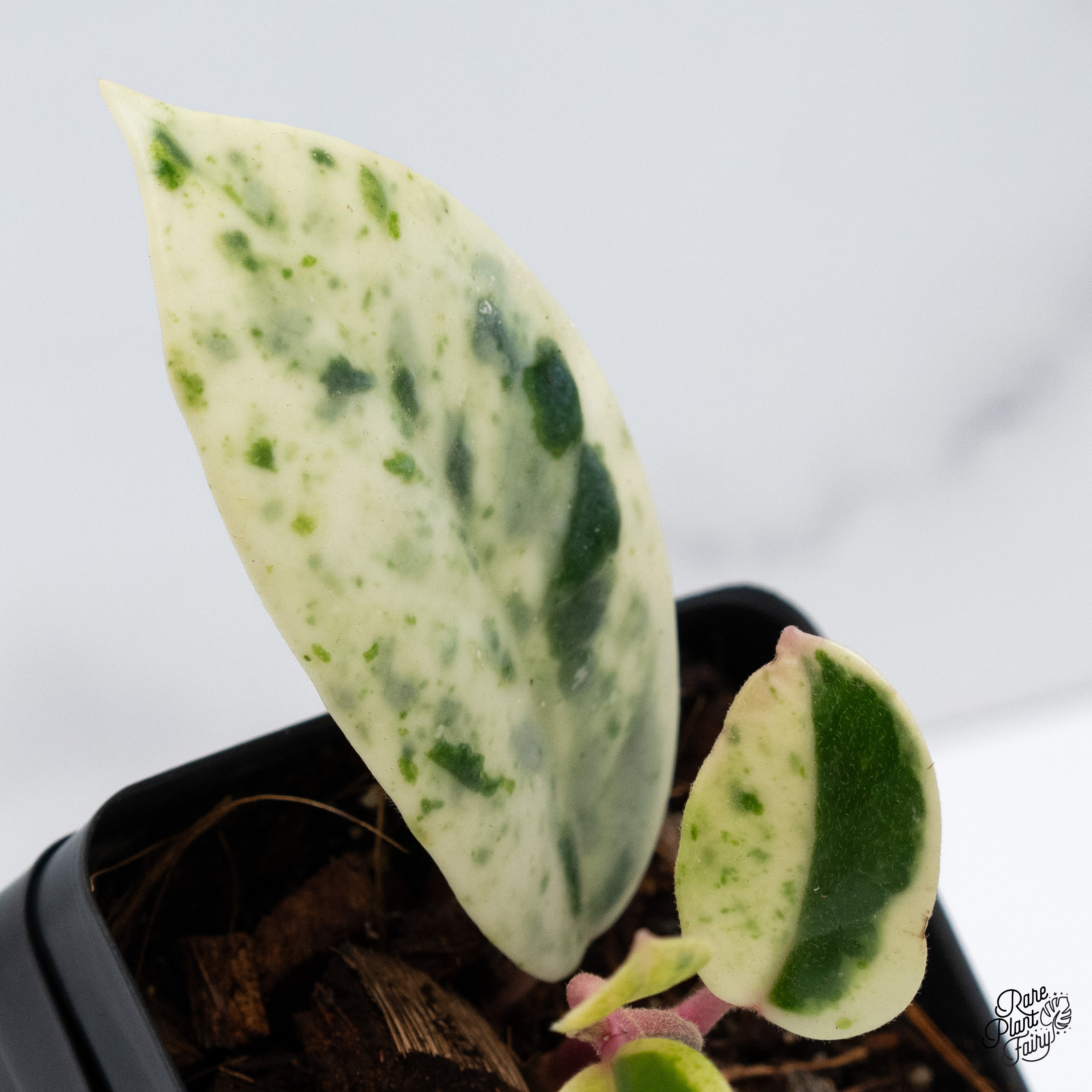 その他観葉植物 Hoya carnosa ' Madara  angel' Hoya carnosa 'Madara Snow Angel' | 2-Inch – Hoya Treasures