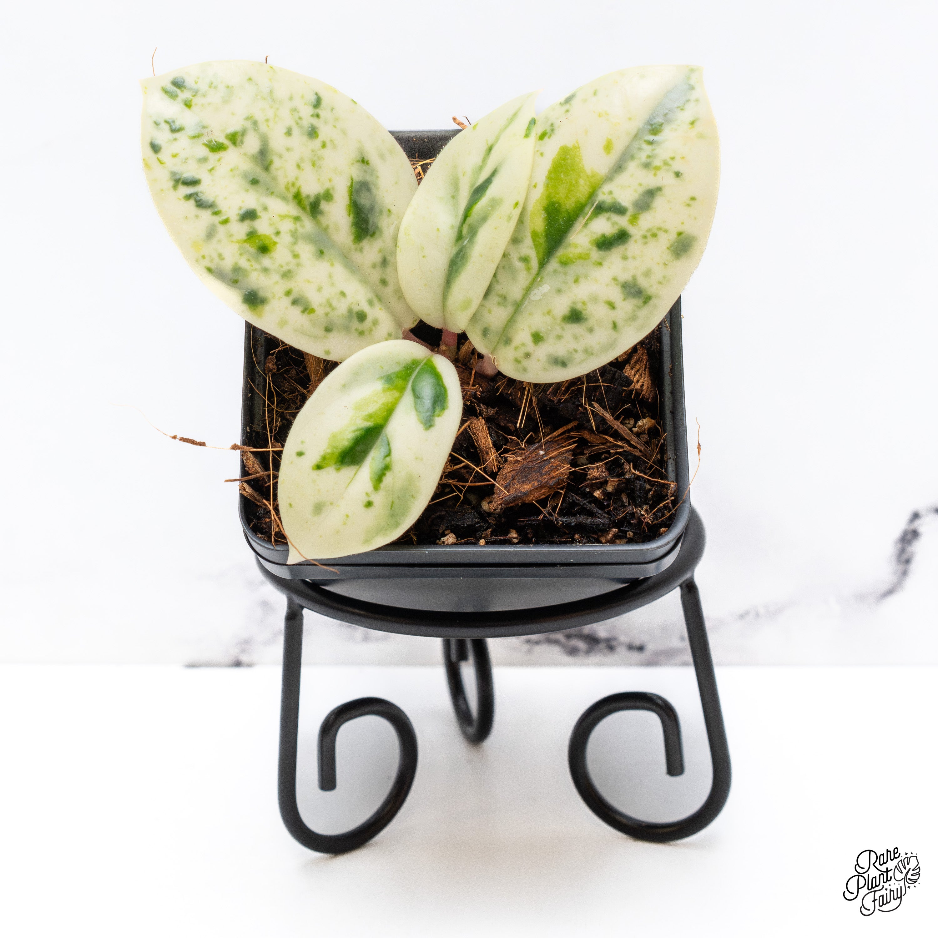 Hoya Carnosa 'Madara' (aka 'Snow Angel') (wk41-C) – Rare Plant Fairy