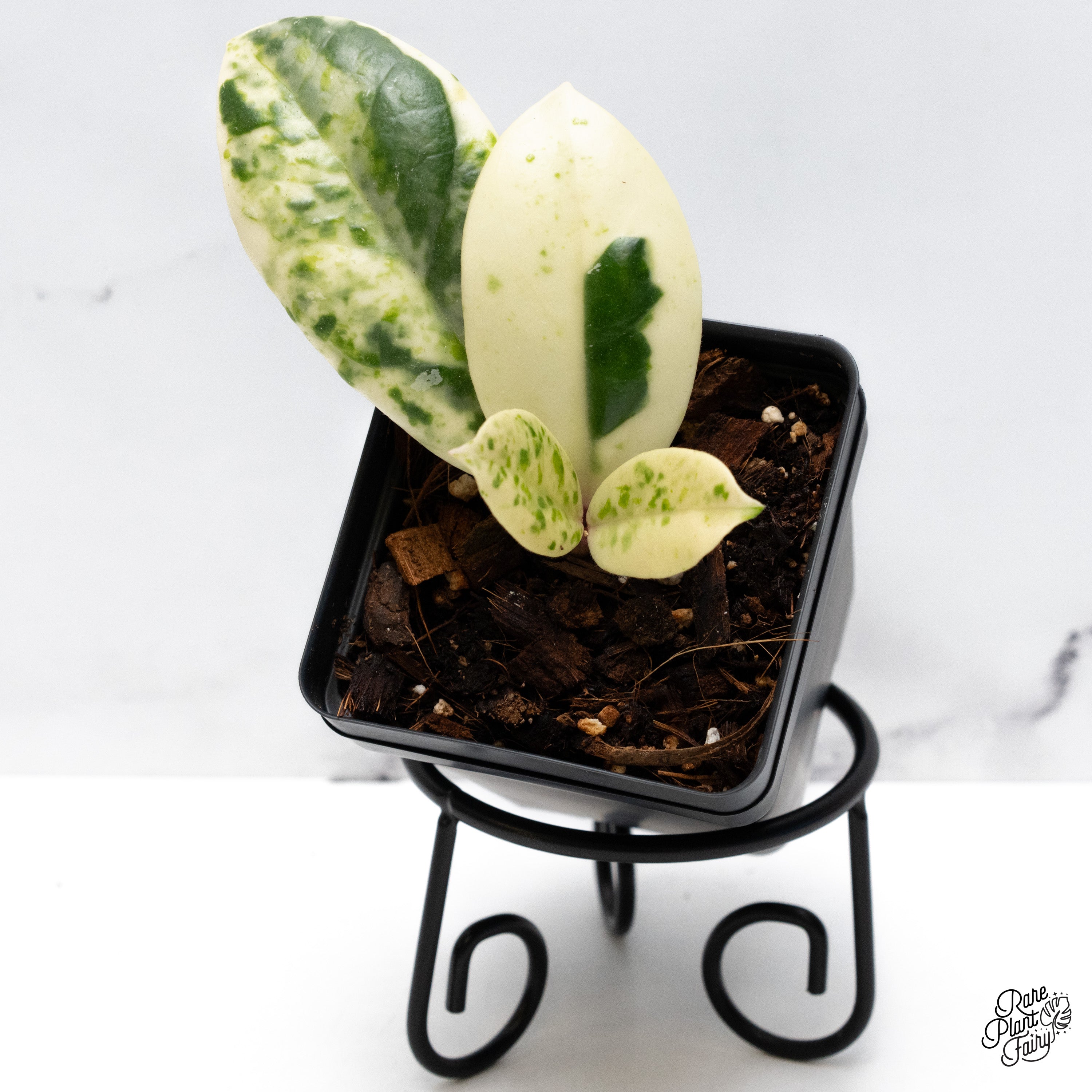 その他観葉植物 Hoya carnosa ' Madara  angel' Hoya carnosa 'Madara Snow Angel' | 2-Inch – Hoya Treasures