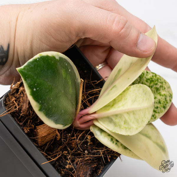 Hoya Carnosa 'Madara' (aka 'Snow Angel') (wk46-H)