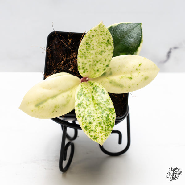 Hoya Carnosa 'Madara' (aka 'Snow Angel') (wk46-H)