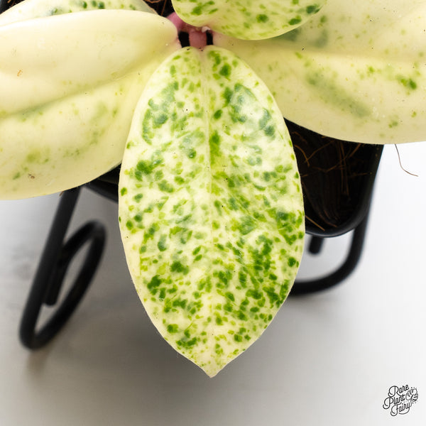 Hoya Carnosa 'Madara' (aka 'Snow Angel') (wk46-H)