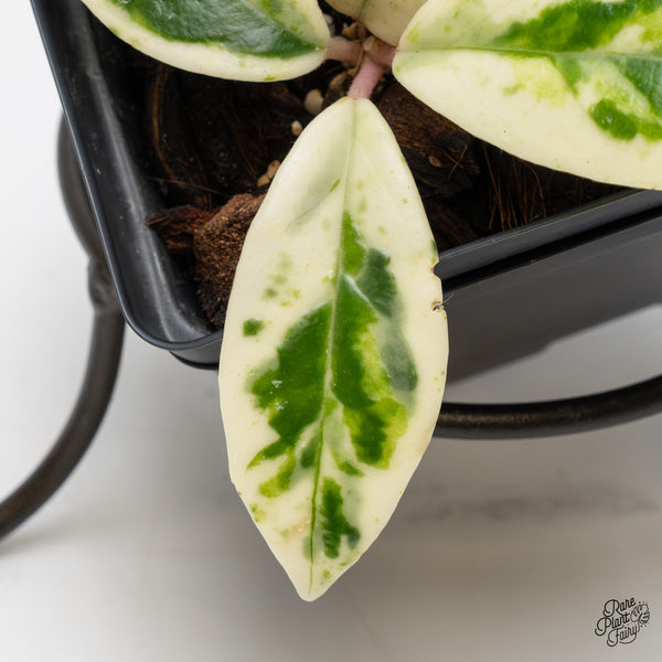 Hoya Carnosa 'Madara' (aka 'Snow Angel') (wk51-D)