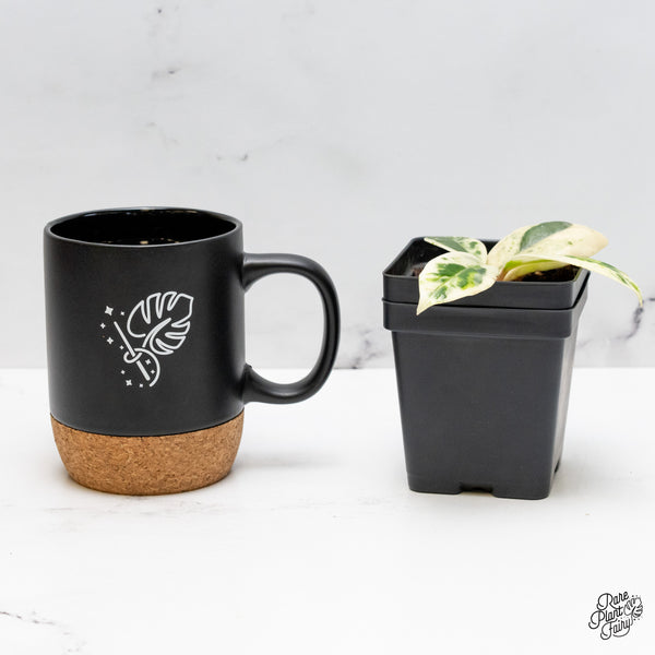 Hoya Carnosa 'Madara' (aka 'Snow Angel') (wk51-D)