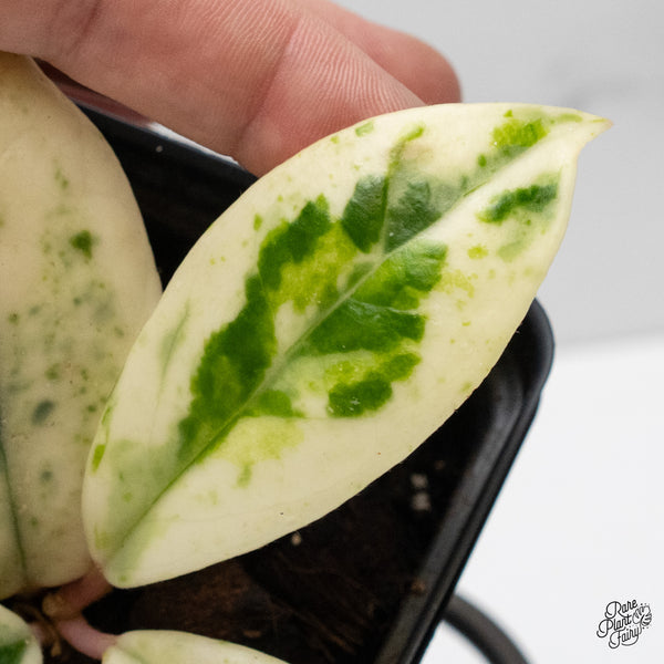 Hoya Carnosa 'Madara' (aka 'Snow Angel') (wk51-D)