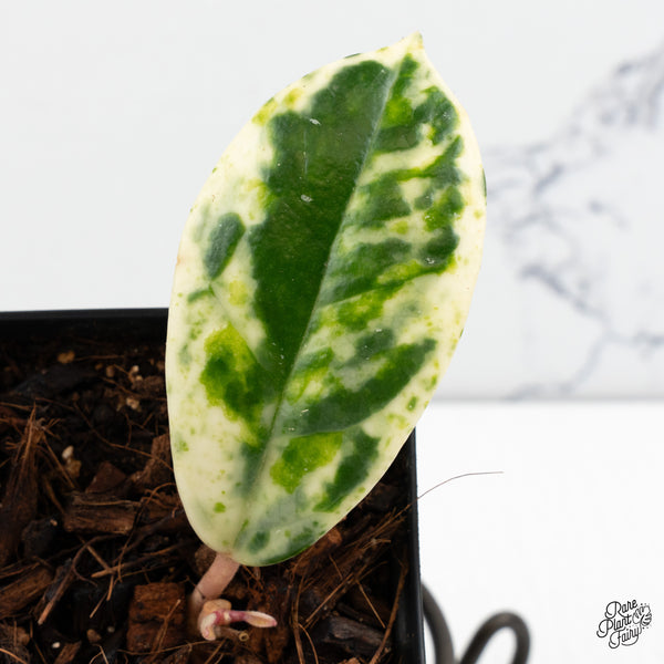 Hoya Carnosa 'Madara' (aka 'Snow Angel') (wk52-P)