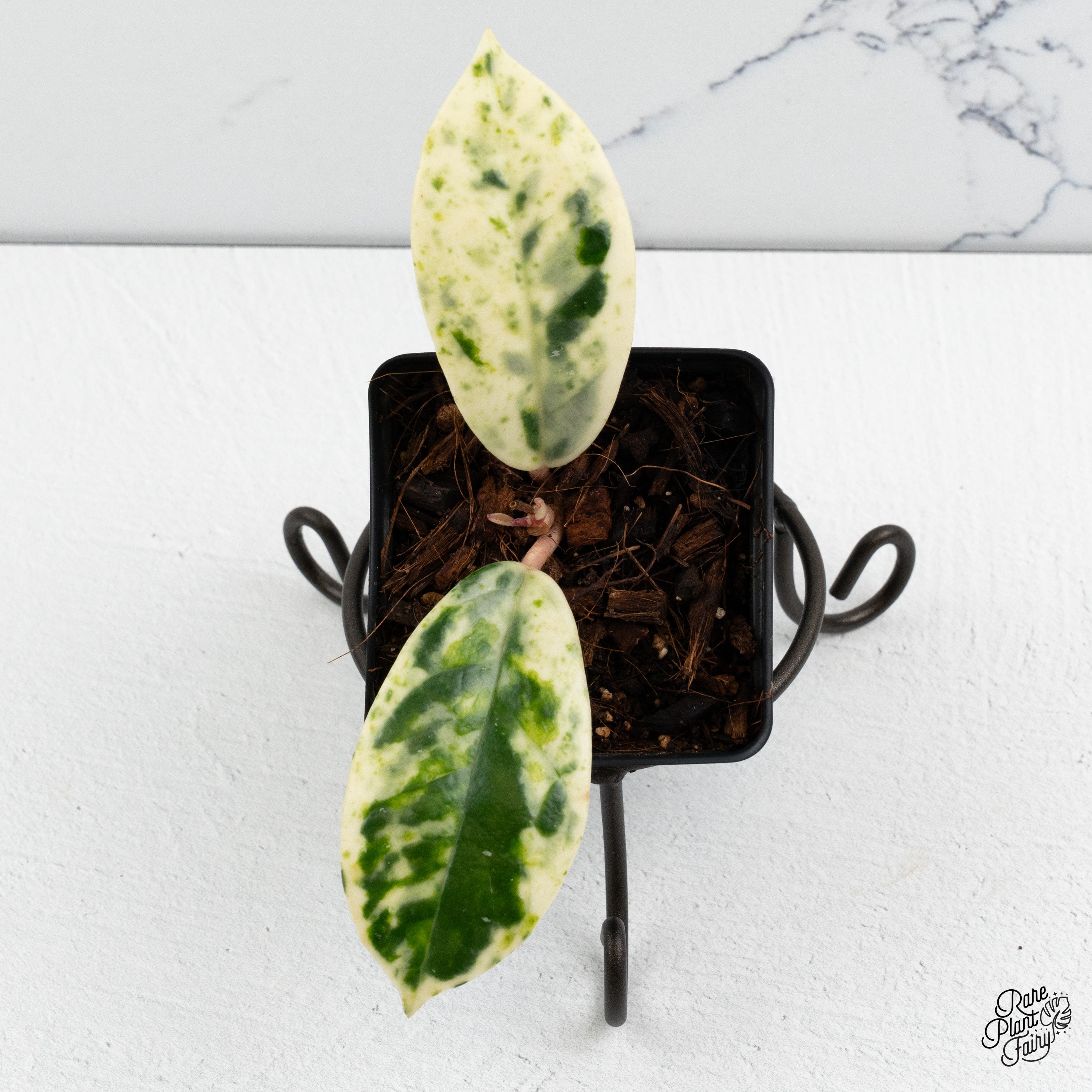 Hoya Carnosa 'Madara' (aka 'Snow Angel') (wk52-P) – Rare Plant Fairy