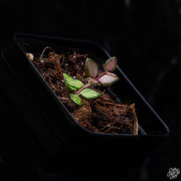 Hoya Chinghungensis Inner Variegated *Grower's Choice*