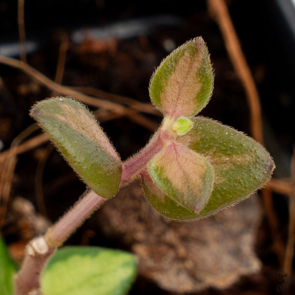Hoya Chinghungensis Inner Variegated *Grower's Choice*