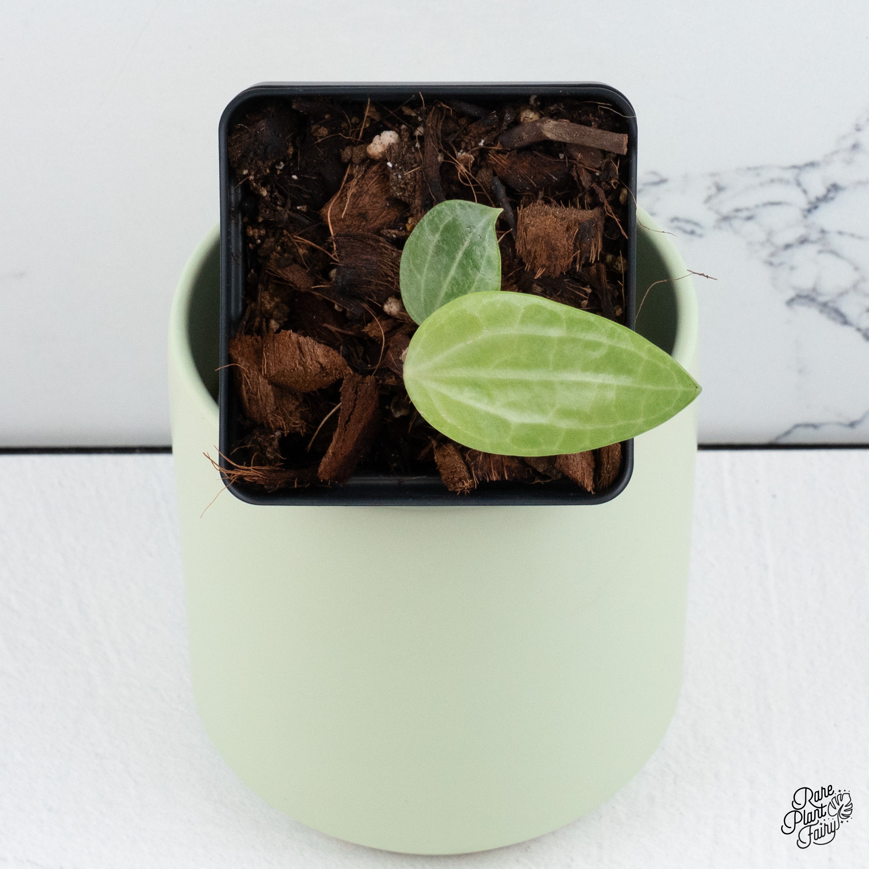 0901ホヤ ＊Hoya ＊ latifolia ＊silver＊ラティシルバー Hoya latifolia (silver) – Hoya Cuttings