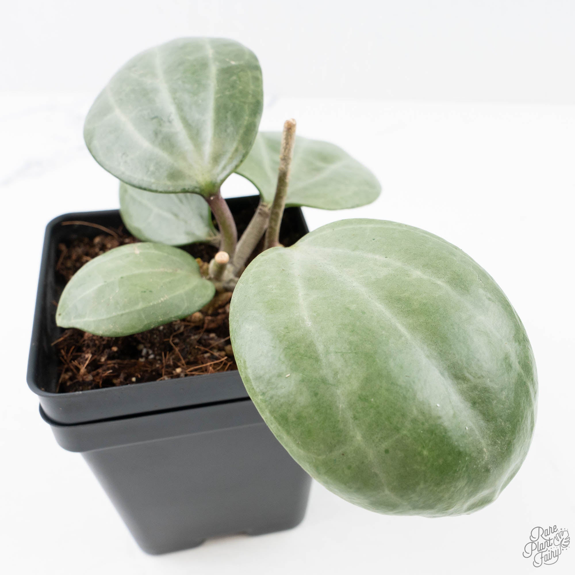 Hoya latifolia 'Silver' (wk21-L) – Rare Plant Fairy