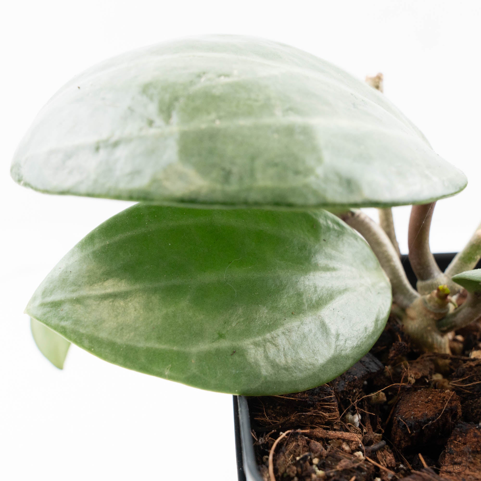 Hoya latifolia 'Silver' (wk21-L) – Rare Plant Fairy