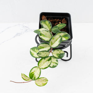 Hoya 'Mathilde' Inner Variegated' (wk34-L56)